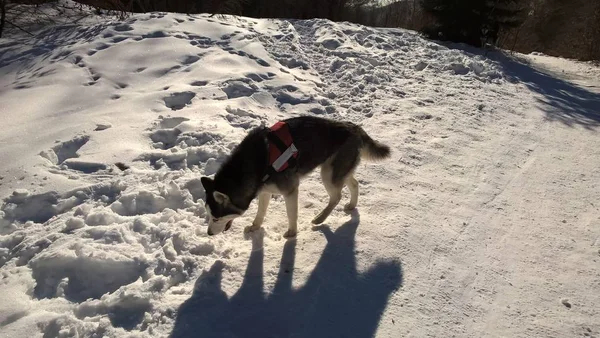 Σκύλος Περπατά Στο Χιονισμένο Δάσος — Φωτογραφία Αρχείου