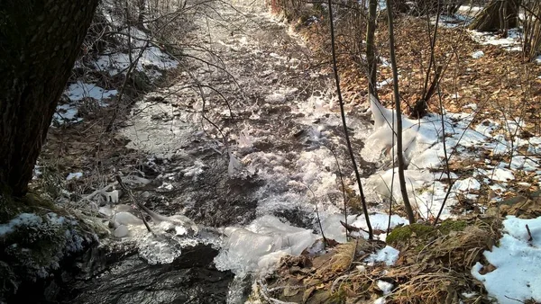 Snowy landscape in sunny winter forest