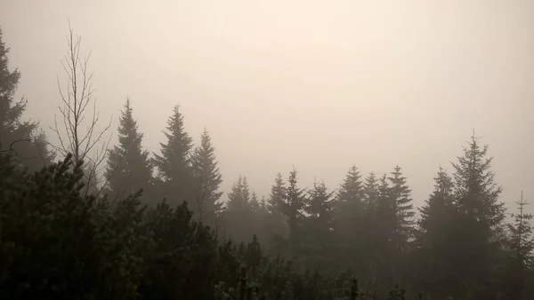 Bosque Abeto Las Laderas Las Montañas Clima Nublado Niebla —  Fotos de Stock