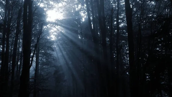 Sonne Scheint Durch Bäume Nebligen Wald — Stockfoto