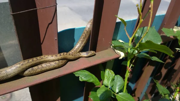Kígyó Feküdt Vas Kerítés Kertben — Stock Fotó