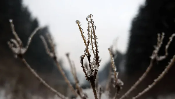 在阳光灿烂的冬日里 大自然被雪覆盖着 斯洛伐克 — 图库照片