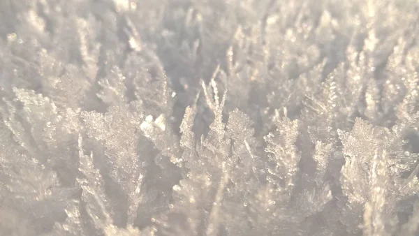 Śnieżna Kryształowa Trawa Zimą — Zdjęcie stockowe