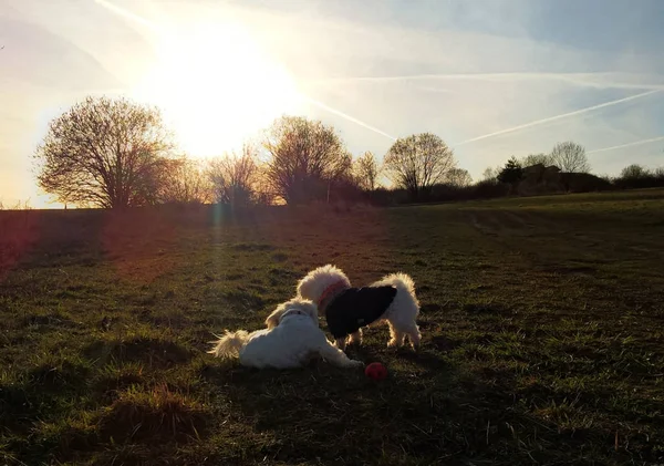 Две Собаки Играют Лугу — стоковое фото