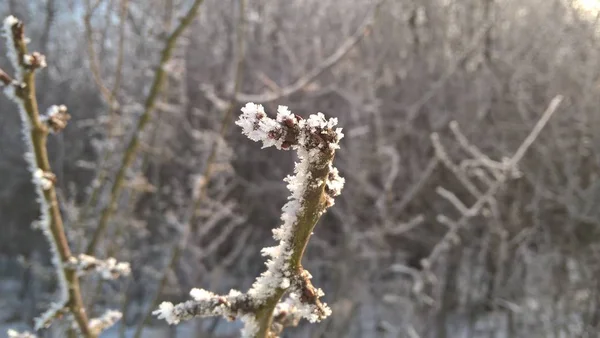 Ramas Árboles Con Nieve Invierno —  Fotos de Stock