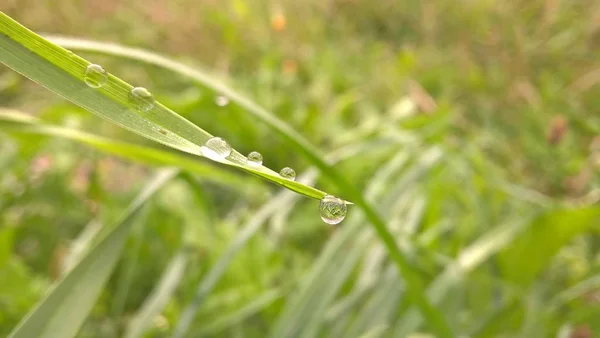 Зеленая Трава Каплями Воды — стоковое фото