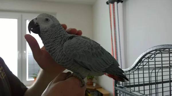 Weißer Papagei Auf Menschlichen Händen — Stockfoto