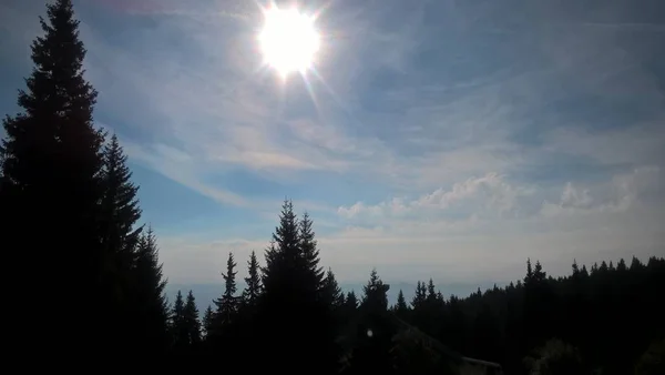 Groene Bossen Zonnige Dag — Stockfoto