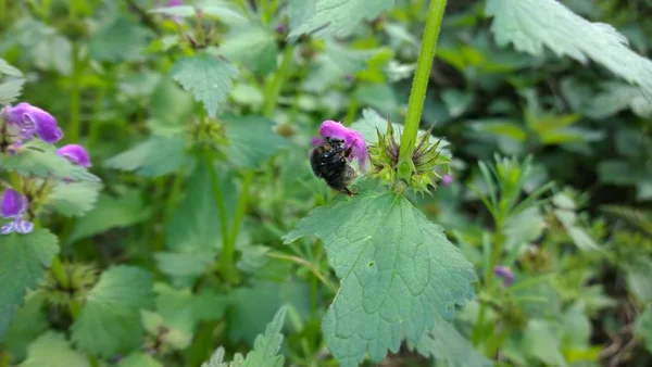 Biene Auf Rosa Blume Grünen Garten — Stockfoto
