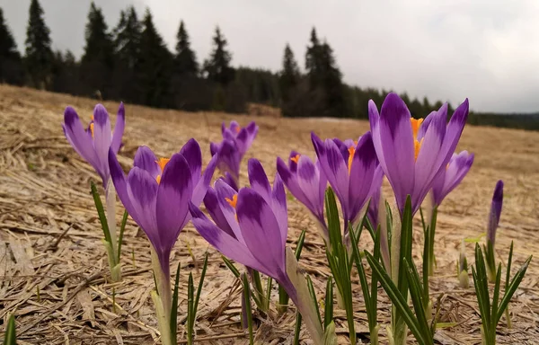 Fleurs Violettes Sur Prairie Montagne — Photo