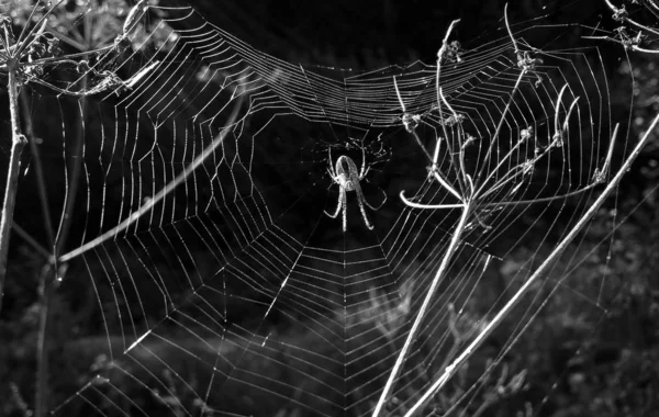 Toile Araignée Dans Forêt — Photo