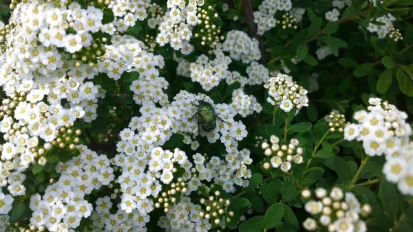 Belles Fleurs Sauvages Été — Photo