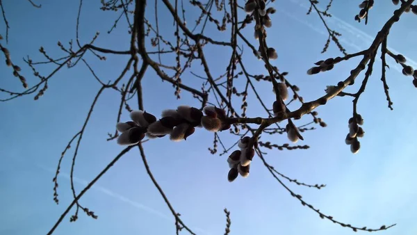 Ramas Árboles Primavera Cielo —  Fotos de Stock