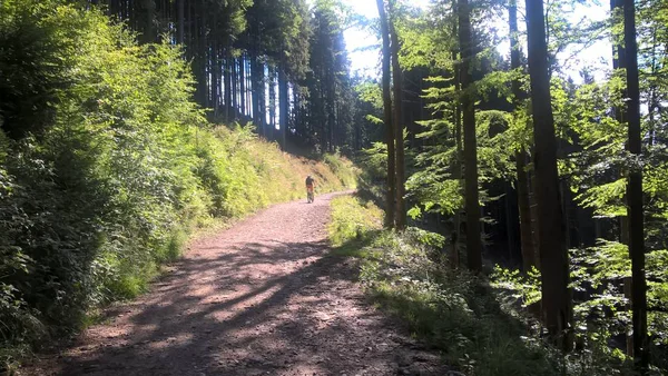 Yeşil ormanda yol yolu