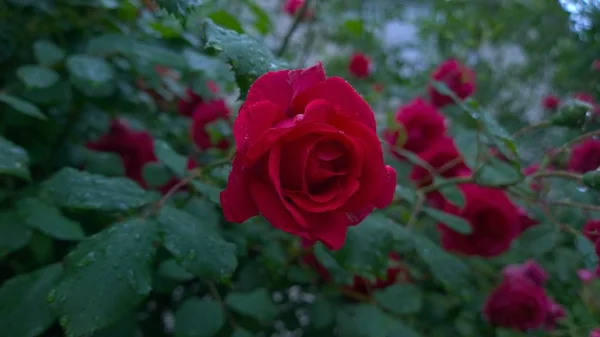 Красные Розовые Цветы Капельками Воды — стоковое фото