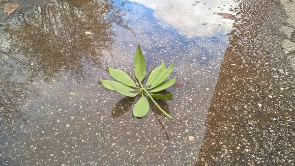 Grüne Blätter Wasser Auf Der Straße — Stockfoto