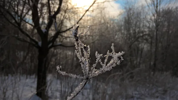 晴れた日の雪の冬の森 — ストック写真