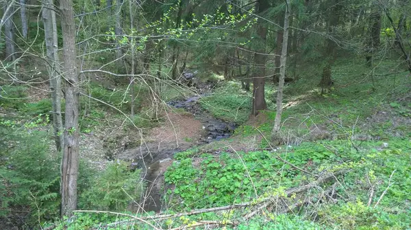 Wasserlauf Bergwald — Stockfoto