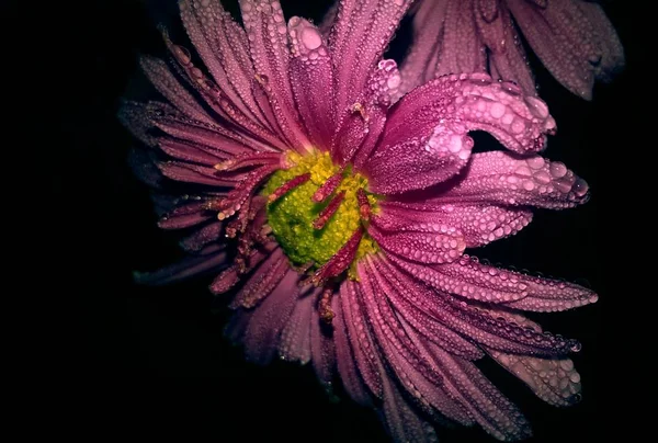 Siyah Arka Plan Üzerine Izole Güzel Mor Çiçek — Stok fotoğraf
