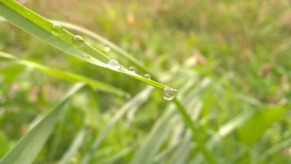 Erba Verde Con Gocce Acqua — Foto Stock