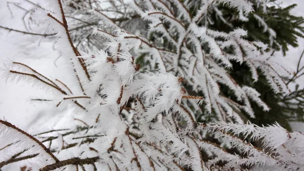 Kışın Karlı Ağaç Dalları — Stok fotoğraf
