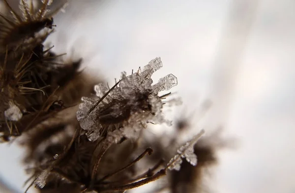 Μακρο Κρύσταλλοι Χιονιού Παγωμένο Φυτό Σλοβακία — Φωτογραφία Αρχείου