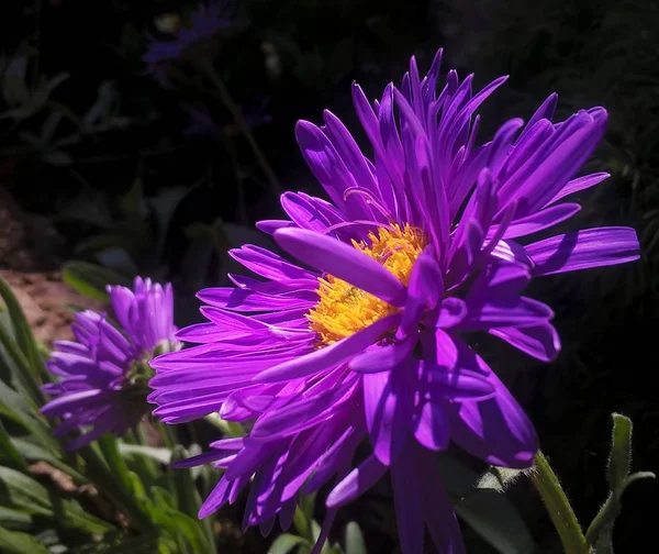 Güzel Yaz Kır Çiçekleri — Stok fotoğraf