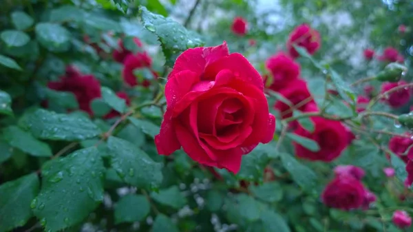Flores Vermelhas Rosa Com Gotas Água — Fotografia de Stock