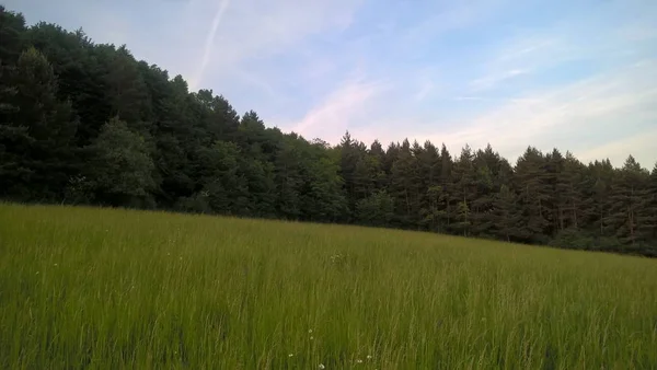 Schöne Wiesenlandschaft Bei Sonnigem Tag — Stockfoto