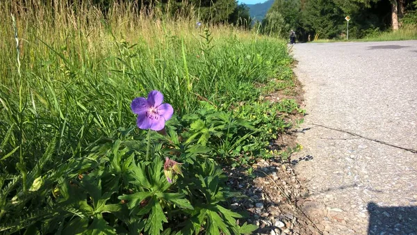 草原の美しい野生の花 — ストック写真