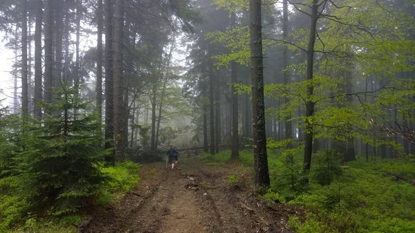 Misty Zelený Les Vysokými Stromy — Stock fotografie