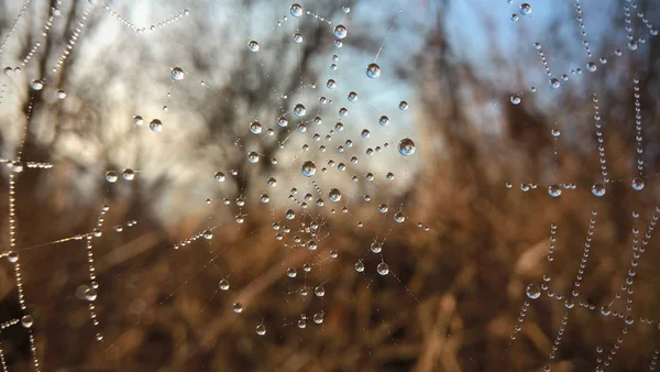 雨の後に濡ったクモの巣 — ストック写真