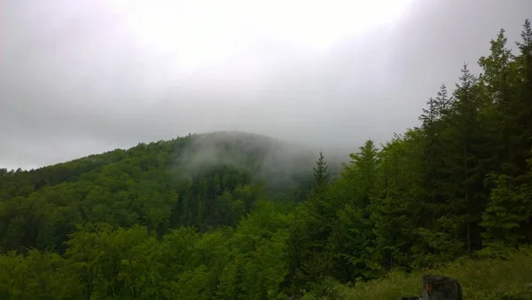 Bosque Montaña Verde Durante Día —  Fotos de Stock