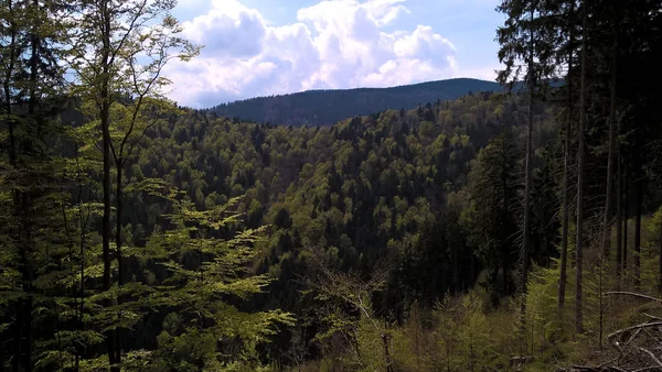 Bergwaldlandschaft Tag — Stockfoto