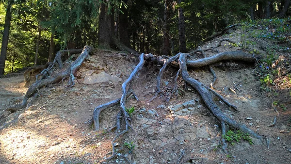 Tree roots in forest at daytime