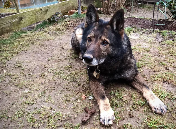 Cane Pastore Tedesco Nel Parco — Foto Stock