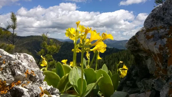 Taş Kayanın Üzerinde Sarı Çiçekler — Stok fotoğraf
