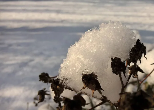 Bevroren Plant Sneeuw — Stockfoto