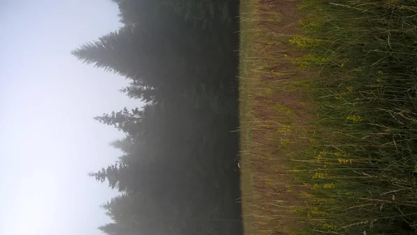 Grasweide Bij Groen Bos — Stockfoto