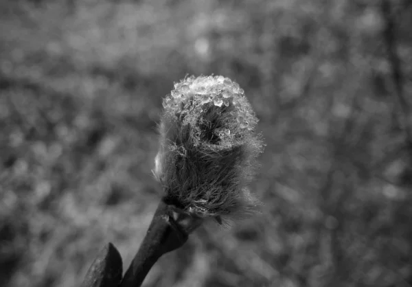 Branche Arbre Pelucheux Gros Plan — Photo