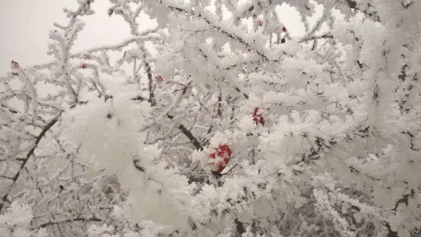 Snowy Oddziałów Zimowym Lesie — Zdjęcie stockowe