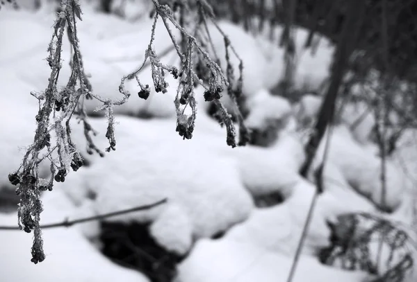 Natuur Bedekt Met Sneeuw Tijdens Zonnige Winterdag Slowakije — Stockfoto