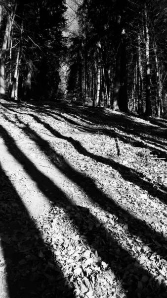 Ombres Des Arbres Sur Sol Dans Forêt — Photo