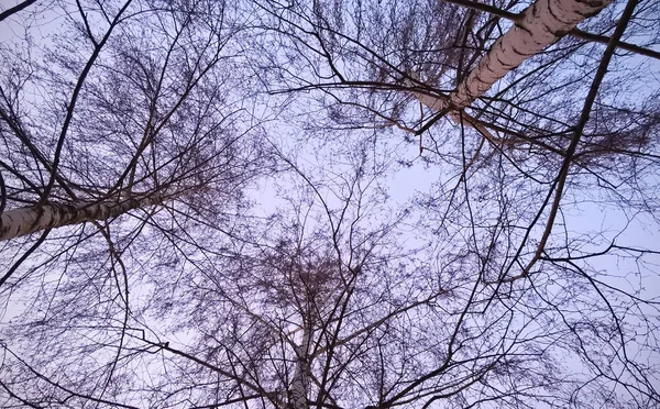 Grands Arbres Dans Forêt Hiver — Photo