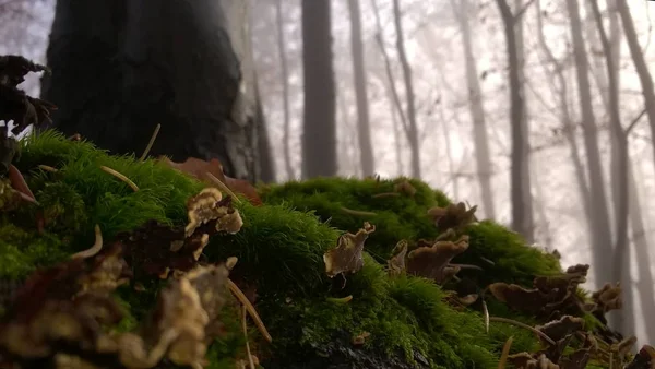 在森林地面上的苔藓 — 图库照片