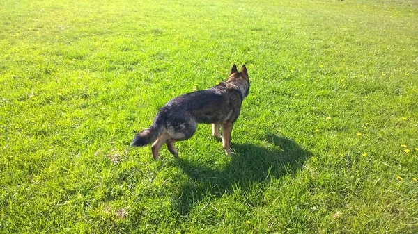 Perro Jugando Prado Verde — Foto de Stock