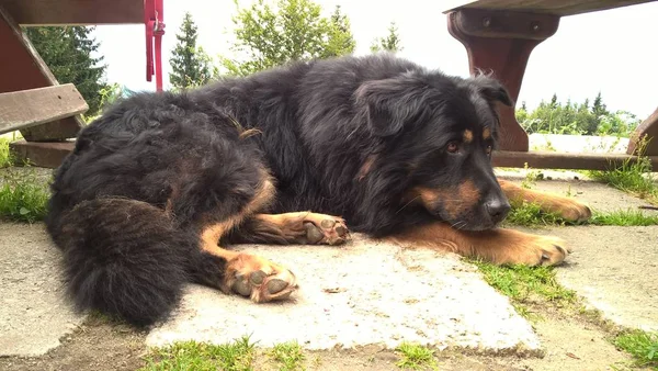 Cane Sdraiato Vicino Alla Panchina Legno — Foto Stock