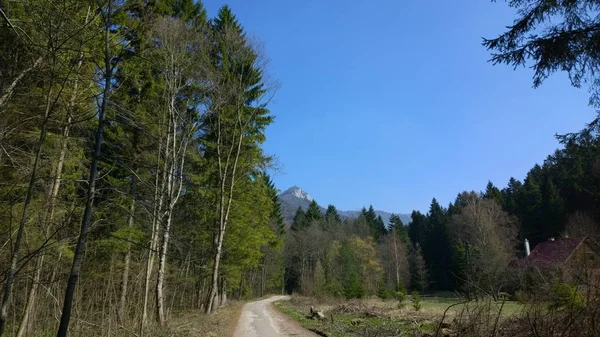 Roaf Dans Forêt Montagne Verte — Photo