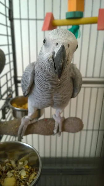 African Grey Parrot Cage — Stock Photo, Image