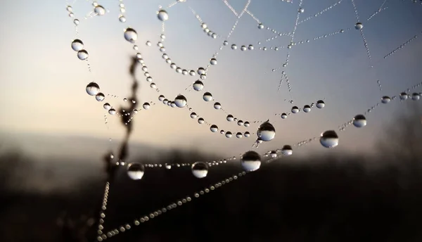 Toile Araignée Humide Après Pluie — Photo